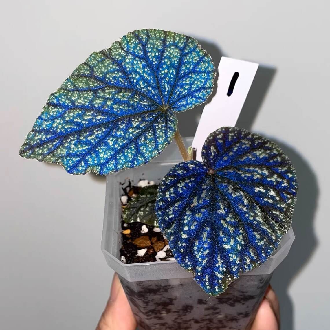 Begonia tenuifolia with Spots, previously known as Begonia sp. Java, is a captivating species native to Java. Its leaves display a vivid green base adorned with fine, silvery-white speckles, while dark, well-defined veins create a striking network pattern across the surface. The foliage possesses a unique iridescence that reflects a bluish light, giving the plant a subtle metallic sheen when viewed from different angles.