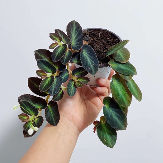 Begonia thelmae is a charming begonia species native to the Espírito Santo region of Brazil. Known for its small, oval-shaped leaves and almost year-round flowering, this begonia is a beautiful and low-maintenance addition to any collection. The plant's green leaves are decorated with light green veins, while the undersides have a striking purple-red hue. Its delicate white flowers with yellow centers add a graceful touch, blooming primarily in spring and summer.