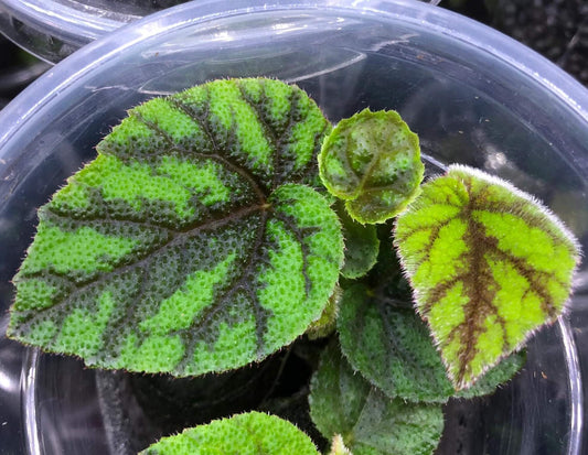 Begonia tuberculosa is a rare begonia species native to the montane forests of Gunung Sinabung, a stratovolcano in northern Sumatra, Indonesia. It grows at elevations between 1,200 and 1,400 meters above sea level, thriving in rich humus at the base of tree trunks in shaded, humid environments.