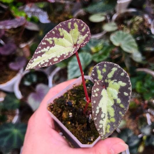 Begonia variabilis Patch II is a captivating variety known for its dramatic transformation from seedling to mature plant. As it matures, its striking foliage develops vibrant patterns and spots, creating a beautiful contrast that makes it an eye-catching addition to any collection. This begonia thrives in high-humidity environments, making it the perfect choice for terrariums, glass domes, or greenhouses, where it can fully flourish.