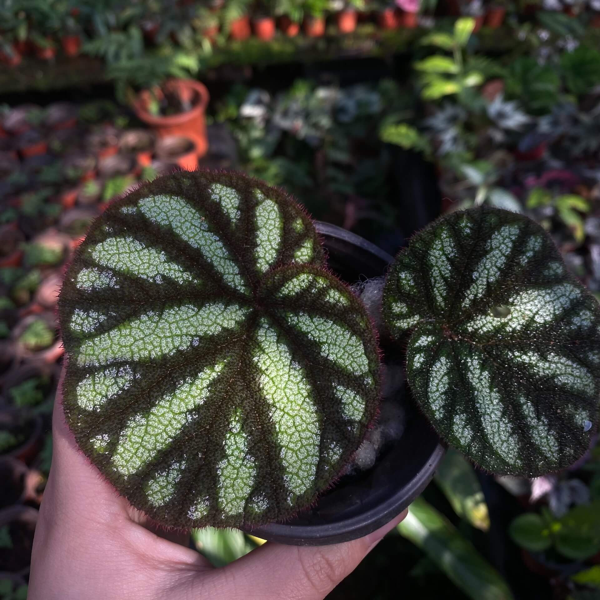 Begonia versicolor Black and White Form is a captivating rhizomatous begonia native to the humid, shaded slopes of Yunnan Province in China. Known for its striking foliage, this begonia is especially beloved by plant enthusiasts who cultivate terrariums or indoor tropical gardens. The leaves of this variety are primarily black, adorned with stunning white spots that create a dramatic contrast.