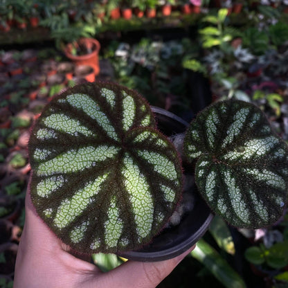 Begonia versicolor Black and White Form is a captivating rhizomatous begonia native to the humid, shaded slopes of Yunnan Province in China. Known for its striking foliage, this begonia is especially beloved by plant enthusiasts who cultivate terrariums or indoor tropical gardens. The leaves of this variety are primarily black, adorned with stunning white spots that create a dramatic contrast.