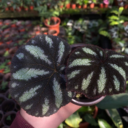 Begonia versicolor Black and White Form is a captivating rhizomatous begonia native to the humid, shaded slopes of Yunnan Province in China. Known for its striking foliage, this begonia is especially beloved by plant enthusiasts who cultivate terrariums or indoor tropical gardens. The leaves of this variety are primarily black, adorned with stunning white spots that create a dramatic contrast.