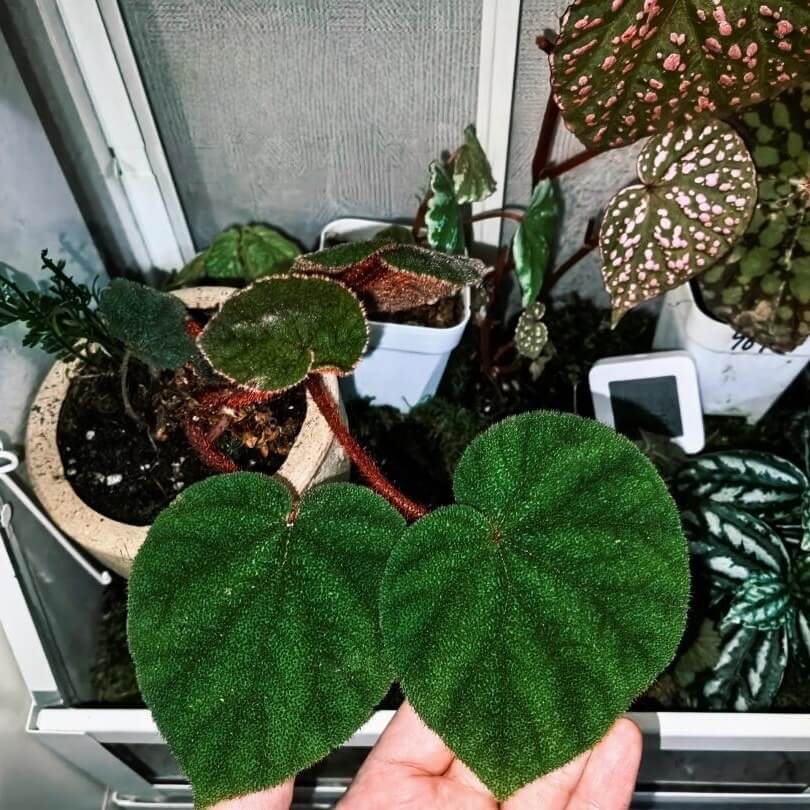 Begonia versicolor Green Form is a captivating rhizomatous begonia native to the humid, shaded slopes of Yunnan Province in China. Known for its striking foliage, this species is highly favored by plant enthusiasts, especially those cultivating terrariums or indoor tropical gardens. The leaves of this begonia are a lush green, adorned with tiny, fine fuzz on the surface that adds a soft, velvety texture.