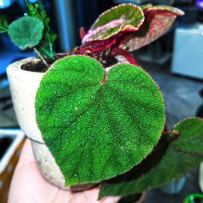 Begonia versicolor Green Form is a captivating rhizomatous begonia native to the humid, shaded slopes of Yunnan Province in China. Known for its striking foliage, this species is highly favored by plant enthusiasts, especially those cultivating terrariums or indoor tropical gardens. The leaves of this begonia are a lush green, adorned with tiny, fine fuzz on the surface that adds a soft, velvety texture.