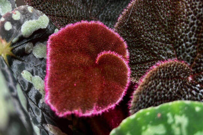 Begonia versicolor Red and Black Form is a stunning rhizomatous begonia native to the humid, shaded slopes of Yunnan Province in China. This striking plant is adored by plant enthusiasts for its bold, dynamic foliage and is an ideal choice for those cultivating terrariums or indoor tropical gardens. As the leaves mature, they transition from a deep red to an intriguing red and black color, with soft pink fuzz along the edges and surface that enhances its visual appeal.