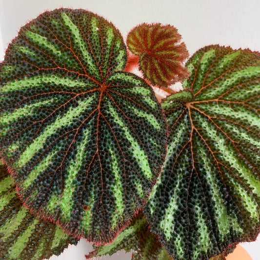 Begonia versicolor Vietnam is a captivating rhizomatous begonia native to the humid, shaded slopes of Vietnam. Known for its extraordinary foliage, this species is a favorite among plant enthusiasts, particularly those cultivating terrariums or indoor tropical gardens. The leaves of Begonia versicolor are a deep, dark black with unique green and white patterns, and the red veins create a striking contrast that highlights the beauty of the plant.
