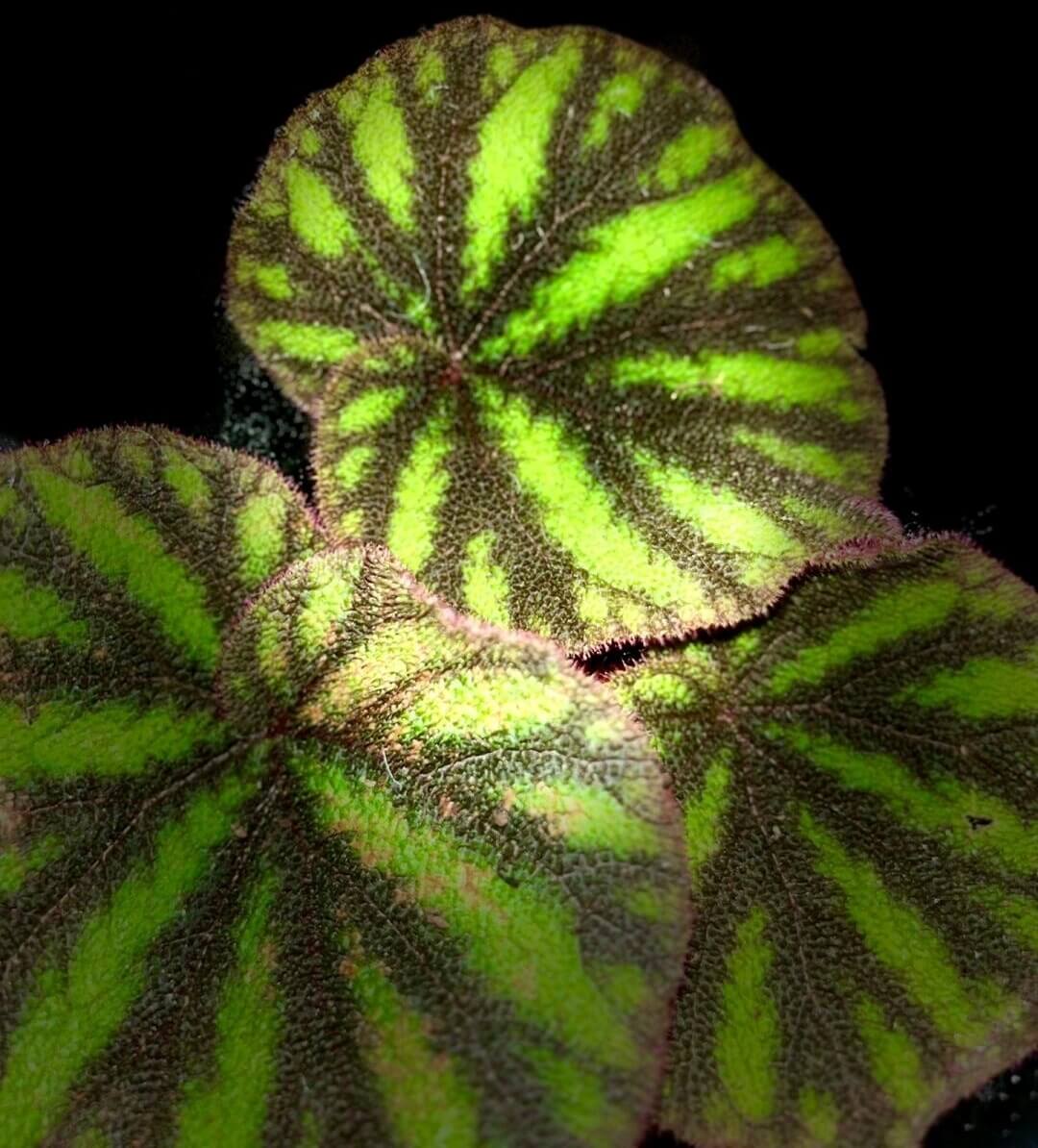 Begonia versicolor Watermelon Form is a captivating rhizomatous begonia native to the humid, shaded slopes of Yunnan Province in China. Renowned for its striking foliage, this species is a favorite among plant enthusiasts, especially those cultivating terrariums or indoor tropical gardens. The leaves of this begonia exhibit a rich black or brown hue, adorned with vivid green stripes that resemble the texture of a watermelon rind.