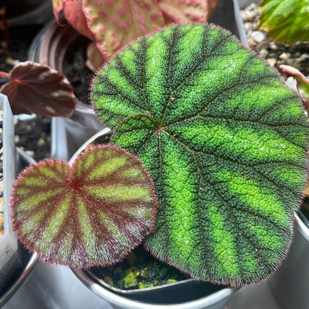 Begonia versicolor Watermelon Form is a captivating rhizomatous begonia native to the humid, shaded slopes of Yunnan Province in China. Renowned for its striking foliage, this species is a favorite among plant enthusiasts, especially those cultivating terrariums or indoor tropical gardens. The leaves of this begonia exhibit a rich black or brown hue, adorned with vivid green stripes that resemble the texture of a watermelon rind.