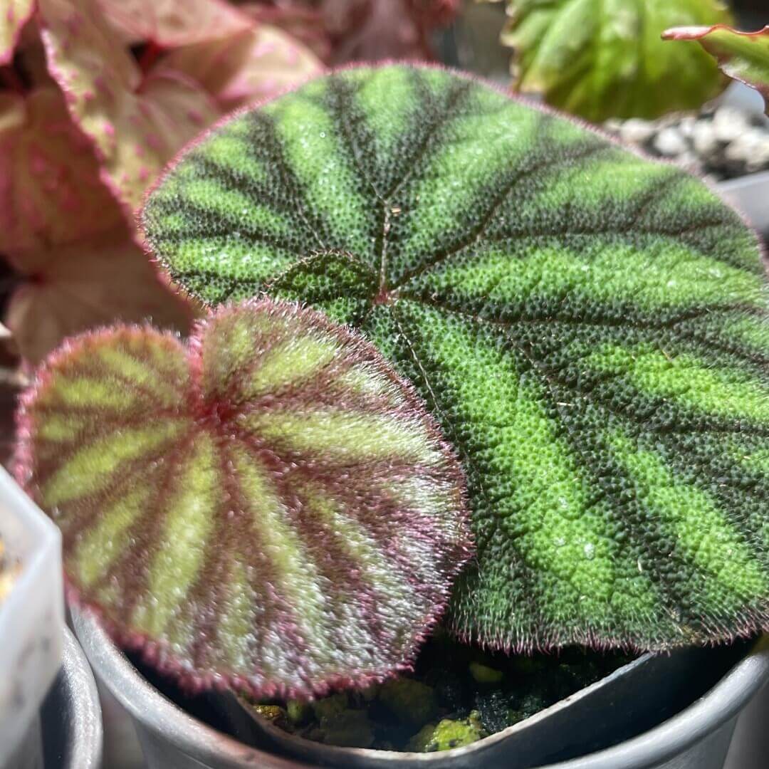 Begonia versicolor Watermelon Form is a captivating rhizomatous begonia native to the humid, shaded slopes of Yunnan Province in China. Renowned for its striking foliage, this species is a favorite among plant enthusiasts, especially those cultivating terrariums or indoor tropical gardens. The leaves of this begonia exhibit a rich black or brown hue, adorned with vivid green stripes that resemble the texture of a watermelon rind.