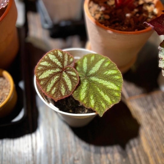 Begonia versicolor is a captivating rhizomatous begonia native to the humid, shaded slopes of Yunnan Province in China. This species is renowned for its striking foliage and is a favorite among plant enthusiasts, especially those cultivating terrariums or indoor tropical gardens.