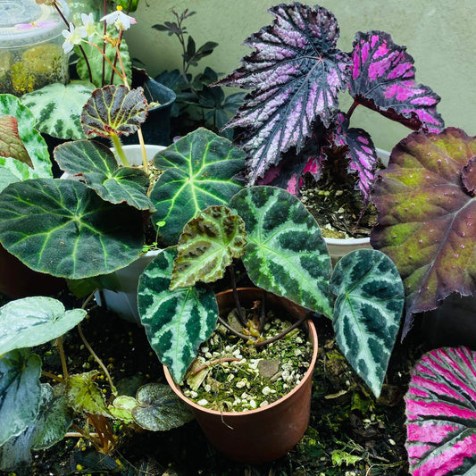 Native to Lang Son, Vietnam, Begonia wiformis is a strikingly beautiful species recently discovered for its unique leaf structure and vibrant colors. With its dark, bullated black margins and smooth, green veins, this begonia offers an eye-catching contrast that makes it a perfect addition to any plant collection.