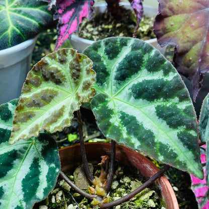 Native to Lang Son, Vietnam, Begonia wiformis is a strikingly beautiful species recently discovered for its unique leaf structure and vibrant colors. With its dark, bullated black margins and smooth, green veins, this begonia offers an eye-catching contrast that makes it a perfect addition to any plant collection.