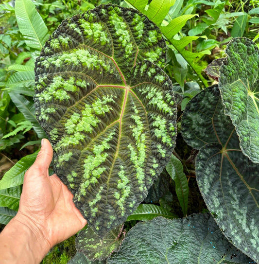 Begonia xanthina is a captivating species native to the eastern Himalayas, Assam, and southwestern Yunnan in China. This rhizomatous begonia is celebrated for its unique foliage and vibrant yellow flowers, making it a prized addition for collectors and plant enthusiasts.
