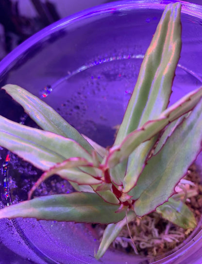 Begonia xiphophylla is a stunning and unique species known for its sword-shaped, glossy green leaves with a delicate red border. Its striking appearance, combined with its rare beauty, makes it a perfect choice for plant collectors looking to add something truly special to their collection. Native to the humid environments of Borneo, it thrives in high humidity and is best suited for experienced plant enthusiasts who can provide the specific care it requires.