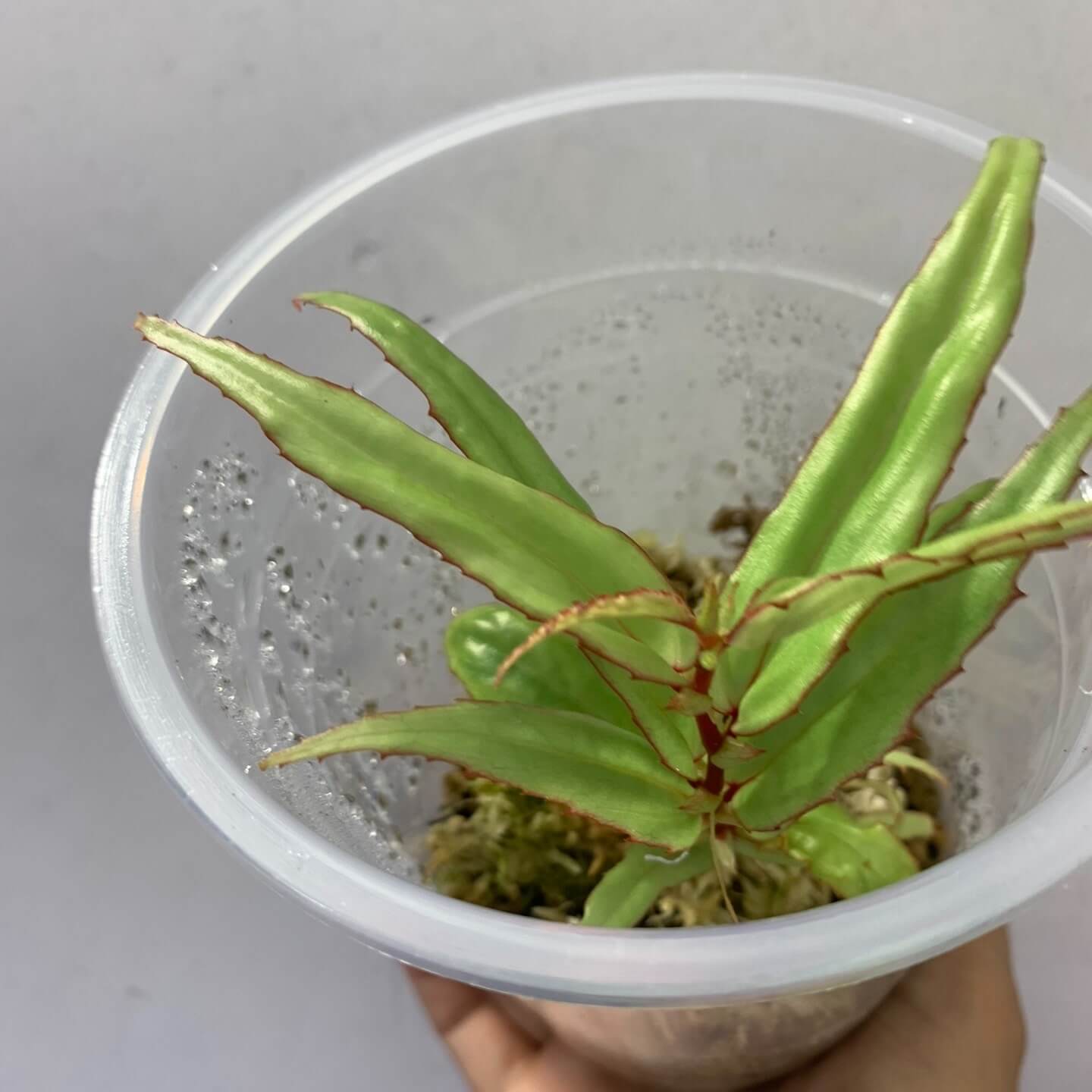 Begonia xiphophylla is a stunning and unique species known for its sword-shaped, glossy green leaves with a delicate red border. Its striking appearance, combined with its rare beauty, makes it a perfect choice for plant collectors looking to add something truly special to their collection. Native to the humid environments of Borneo, it thrives in high humidity and is best suited for experienced plant enthusiasts who can provide the specific care it requires.