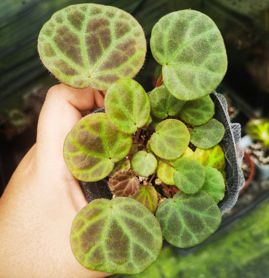 Begonia yenyeniae is a rare and stunning species of begonia, originally discovered in the Endau Rompin National Park in Johor, Malaysia. Described in 2018, it is closely related to Begonia rajah but stands out due to its unique leaf shape and the number of flower petals. With its striking bronze-colored leaves and captivating floral characteristics, it is a prized addition for serious plant collectors and begonia enthusiasts.