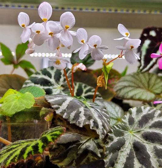 Begonia yizhouensis is a rare species of begonia native to the limestone hills of Guangxi, China. Known for its unique leaf texture and vibrant colors, this begonia is an ideal choice for plant collectors and enthusiasts. Due to its specific habitat requirements, this plant is relatively rare in the gardening world, making it a prized addition to any collection.