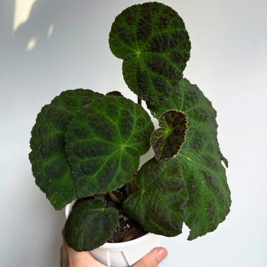 Begonia zhuoyuniae is a species of begonia in the family Begoniaceae. It belongs to section Coelocentrum, a group of rhizomatous begonias. This species is native to limestone karst areas of Guangxi in southern China.