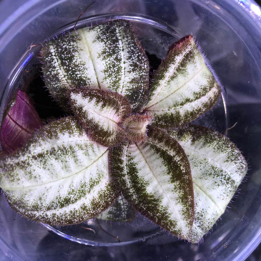 Bertolonia marmorata 'Sanderiana', native to the tropical forests of Brazil, is a beautifully marked Melastome known for its broad, silvery-white leaves. With its slow growth, this variety is especially coveted by terrarium enthusiasts and collectors of rare tropical plants.