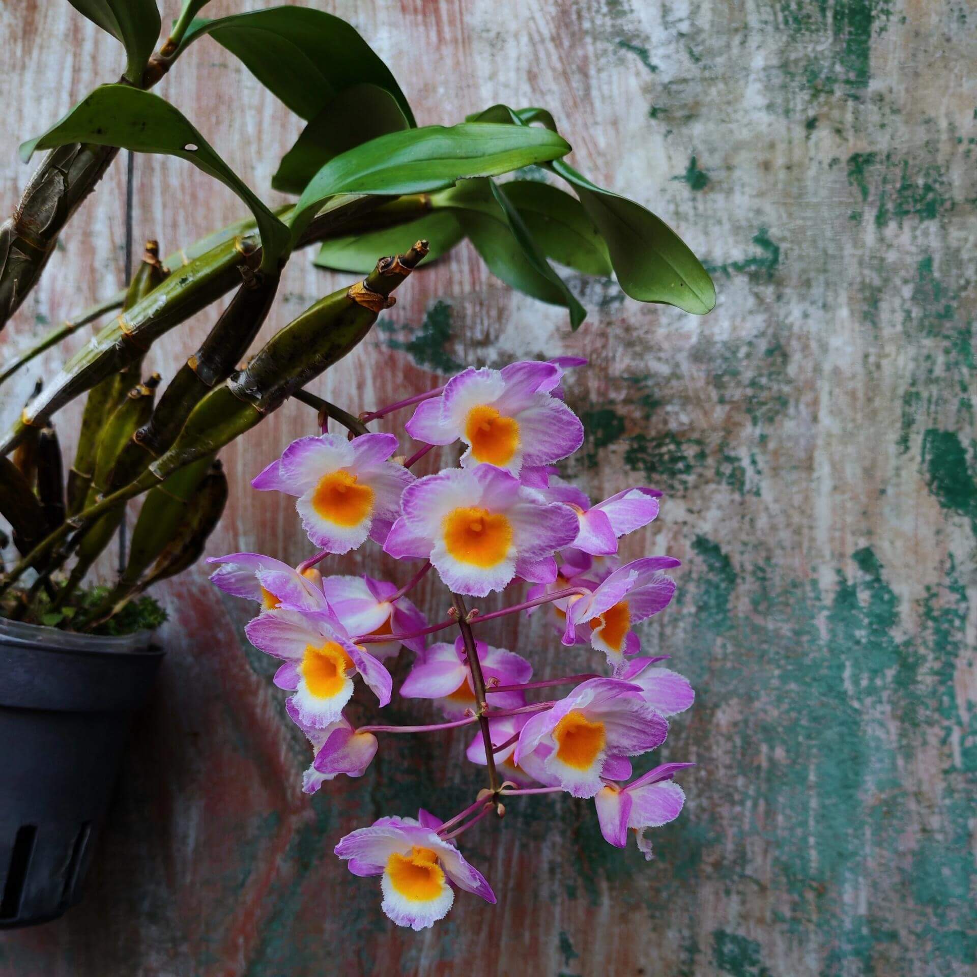 Dendrobium farmeri Pink Form is a captivating orchid variety, renowned for its delicate pink flowers and vibrant yellow lip. The flowers are small and fragrant, arranged in cascading sprays. The petals and sepals feature a soft pink hue, while the lip is bright yellow, often with a white fringe, creating a striking contrast that enhances the overall beauty of the plant.
