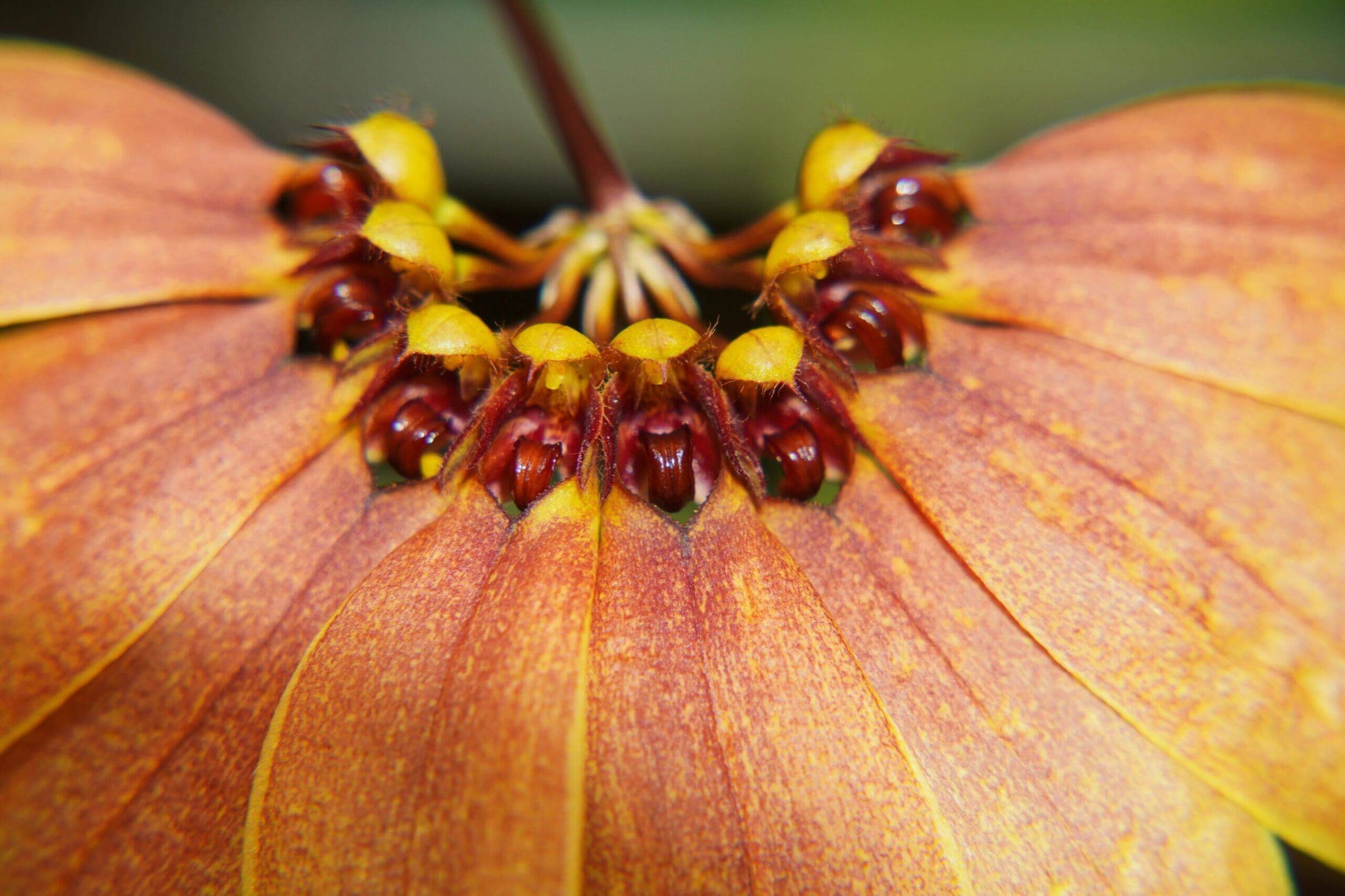 Bulbophyllum mastersianum is a captivating miniature orchid native to the montane forests of Borneo and the Moluccas, thriving at elevations up to approximately 500 meters.