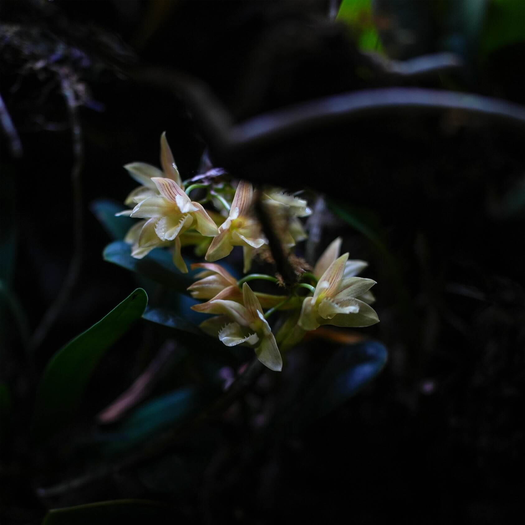 Dendrobium serratilabium is a graceful, medium‑sized epiphytic orchid native to the Philippines (particularly Luzon and Mindanao) . It grows on trees or rocks in lowland tropical forests and produces pendulous, club‑shaped, wrinkled stems up to about 1 m long, adorned with slender, deciduous leaves.