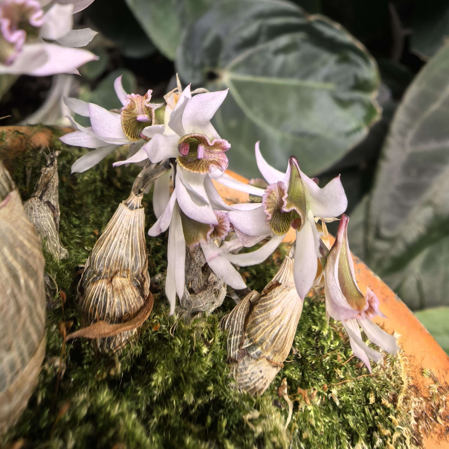 Dendrobium peguanum is a captivating miniature orchid species native to the eastern Himalayas, including regions of India, Nepal, Sikkim, Myanmar, and Thailand. It thrives in hot, humid environments at elevations of 300–400 meters above sea level, often found growing on shrubs and rocks near streams.