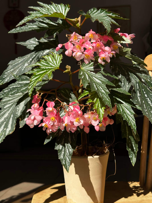 Begonia ‘Sophie Cecile’ (also known as ‘Sophia’ in some contexts) is a striking cane-stem or “angel wing” begonia cultivar first created by hybridizer Belva Nelson Kusler in 1961, via a cross between Begonia ‘Lenore Olivier’ and Begonia aconitifolia.