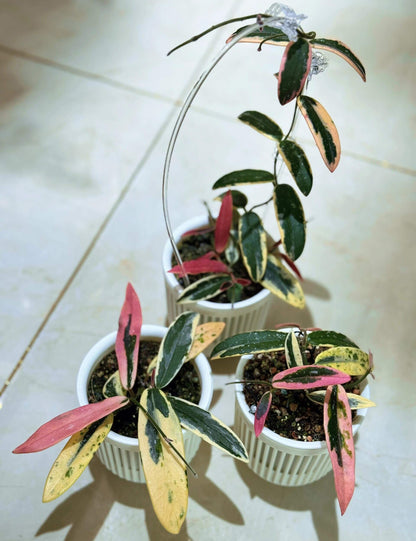 Hoya Lyi ‘Prism’ is a rare and captivating outer-variegated cultivar of the Hoya lyi species. Its thick, glossy dark-green leaves are edged with striking shades of yellow, white, or pink variegation. On some leaves, the variegation extends irregularly toward the center, creating a unique, mosaic-like pattern reminiscent of marbled or virus-like speckling. Compact in growth, this variety is perfect for smaller pots or hanging displays.