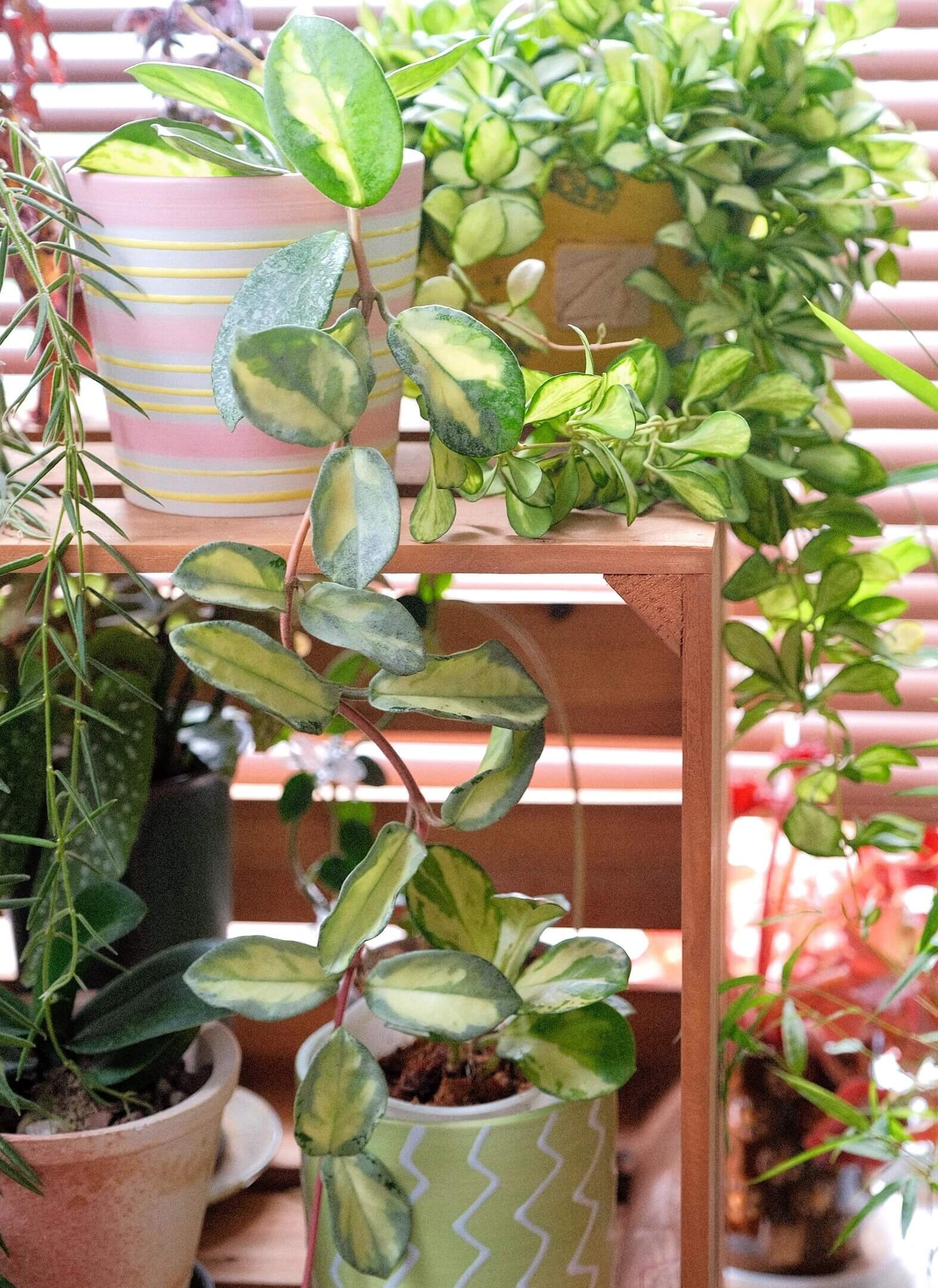 Hoya carnosa 'Argentea Princess' has heart-shaped leaves with yellow variegation at the center and edges in soft green and silver tones. It has a compact, trailing growth habit, making it ideal for hanging baskets or shelf displays.