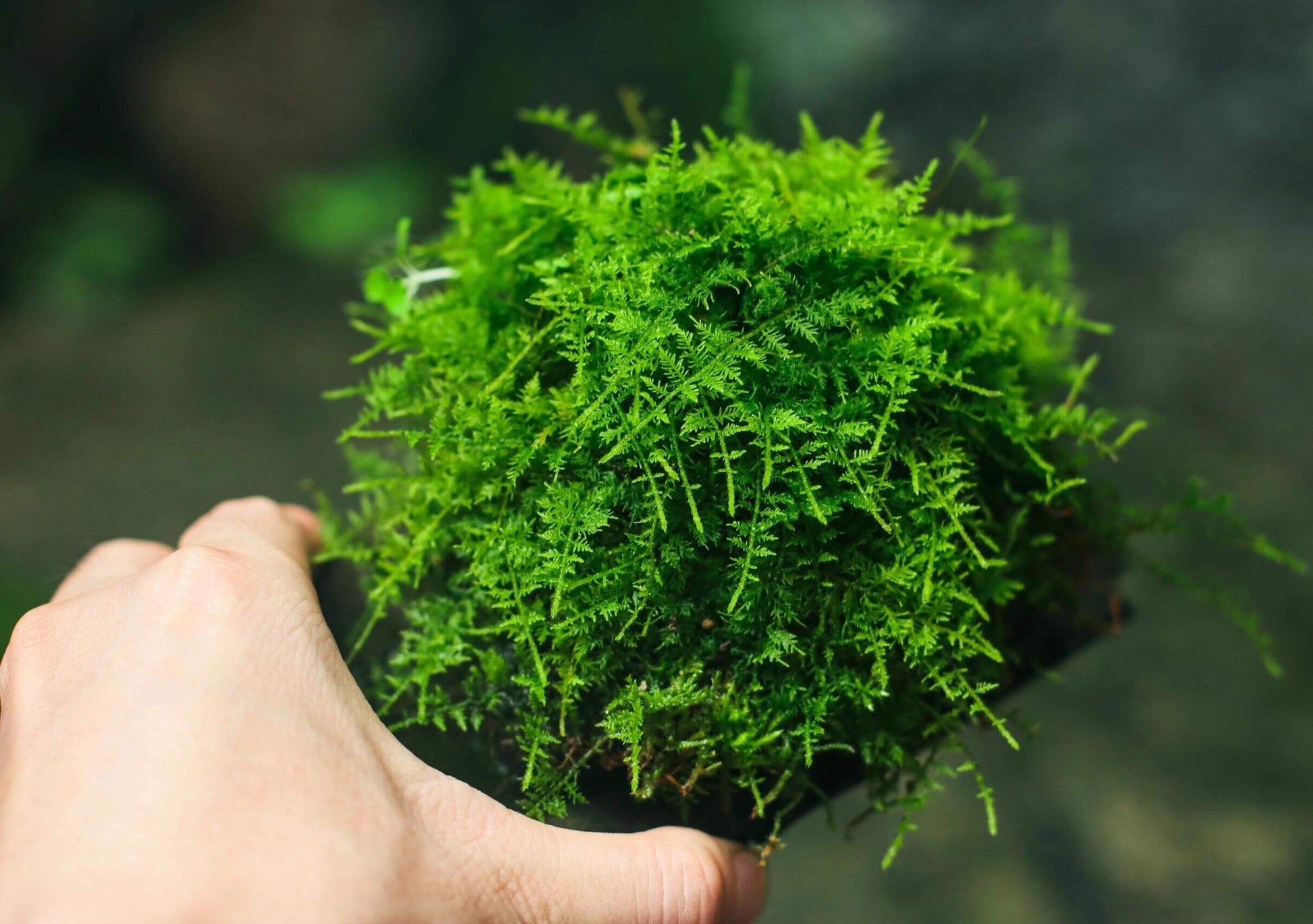 Thuidium cymbifolium, commonly known as Feather Moss or Fern Moss, belongs to the Bryophyta division and the Bryopsida class. It is a vibrant, richly-colored moss that is ideal for adding a touch of greenery to landscapes. The leaves are typically bright green or yellow-green, providing an eye-catching addition to gardens and indoor environments. Its dense, woven growth and triangular-ovate leaves with finely serrated edges create an attractive, natural texture.