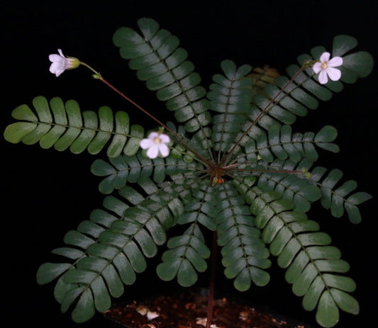 Biophytum fruticosum is a captivating tropical plant native to Southeast Asia, including regions like India, Thailand, Vietnam, and the Philippines. Known for its delicate, interactive leaf movements, this perennial herb makes a charming addition to any terrarium. With its ability to thrive in low light and high humidity, it creates an enchanting mini rainforest ecosystem right in your home.