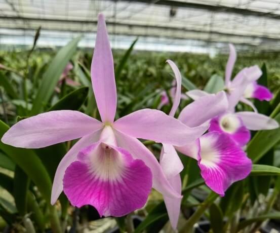 Bl. Morning Glory ‘Valentine Kiss’ × C. walkeriana coerulea ‘Edward’