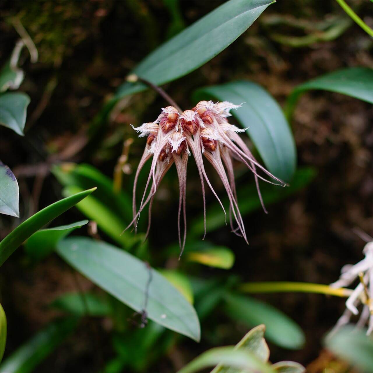 Bulbophyllum sanguineopunctatum, also known as the Blood-Red Spotted Bulbophyllum, is a miniature, warm to hot-growing epiphytic orchid native to Laos and Thailand. This species is renowned for its striking umbels of 3–8 cream-colored flowers adorned with deep pink to red spots, resembling flying mermaids in appearance.