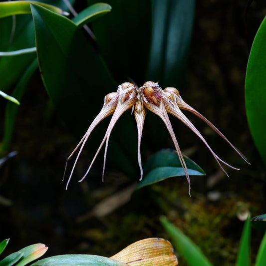 Bulbophyllum sanguineopunctatum, also known as the Blood-Red Spotted Bulbophyllum, is a miniature, warm to hot-growing epiphytic orchid native to Laos and Thailand. This species is renowned for its striking umbels of 3–8 cream-colored flowers adorned with deep pink to red spots, resembling flying mermaids in appearance.