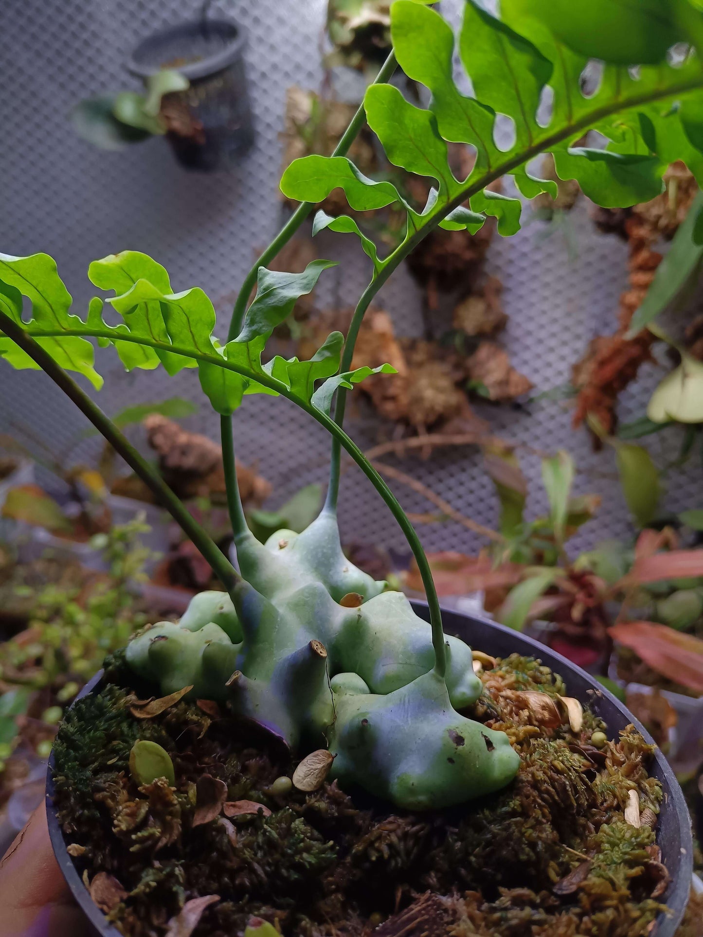 Lecanopteris deparioides, commonly known as the "Blue Ant Fern," is a fascinating epiphytic fern native to the rainforests of Malesia and New Guinea. This unique plant forms hollow, wax-covered rhizomes that provide shelter for symbiotic ants in the wild. While you don't need ants to cultivate it, replicating its natural habitat can help it thrive in your care.