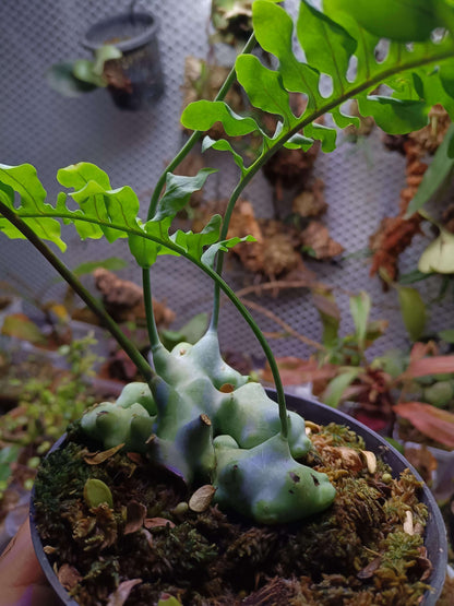 Lecanopteris deparioides, commonly known as the "Blue Ant Fern," is a fascinating epiphytic fern native to the rainforests of Malesia and New Guinea. This unique plant forms hollow, wax-covered rhizomes that provide shelter for symbiotic ants in the wild. While you don't need ants to cultivate it, replicating its natural habitat can help it thrive in your care.