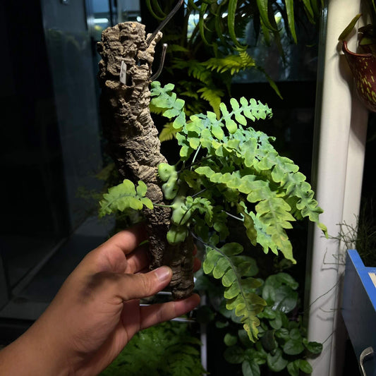 Lecanopteris deparioides, commonly known as the "Blue Ant Fern," is a fascinating epiphytic fern native to the rainforests of Malesia and New Guinea. This unique plant forms hollow, wax-covered rhizomes that provide shelter for symbiotic ants in the wild. While you don't need ants to cultivate it, replicating its natural habitat can help it thrive in your care.
