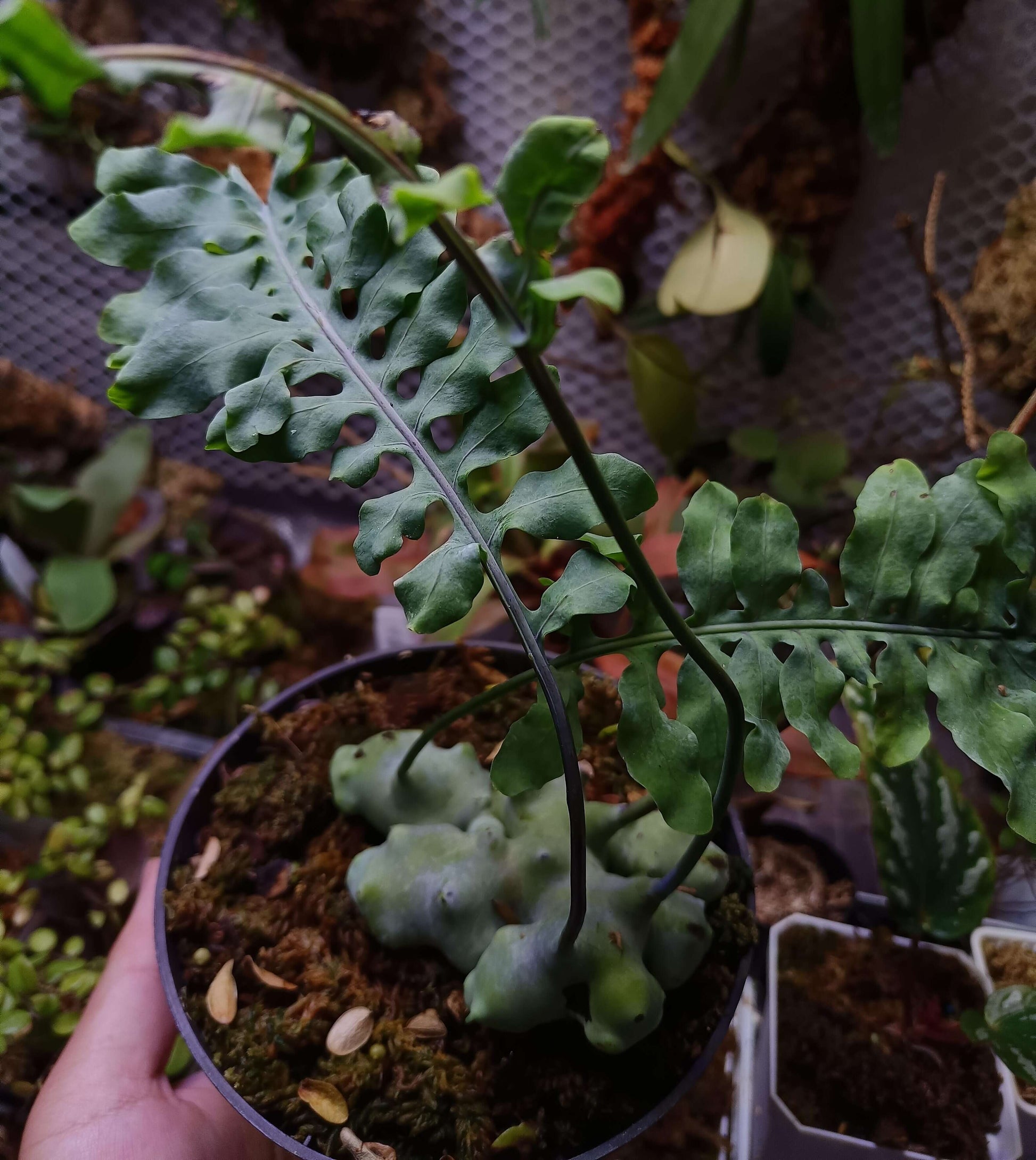 Lecanopteris deparioides, commonly known as the "Blue Ant Fern," is a fascinating epiphytic fern native to the rainforests of Malesia and New Guinea. This unique plant forms hollow, wax-covered rhizomes that provide shelter for symbiotic ants in the wild. While you don't need ants to cultivate it, replicating its natural habitat can help it thrive in your care.