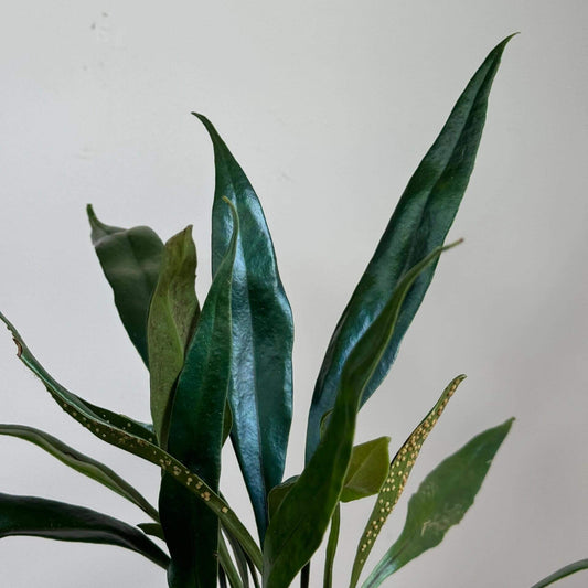 Blue Oil Fern (Microsorum thailandicum) is a rare, epiphytic (occasionally lithophytic) fern hailing from Southeast Asia—particularly Thailand. It is celebrated for its metallic, iridescent blue-green fronds that shimmer like an oil slick under bright, indirect light.