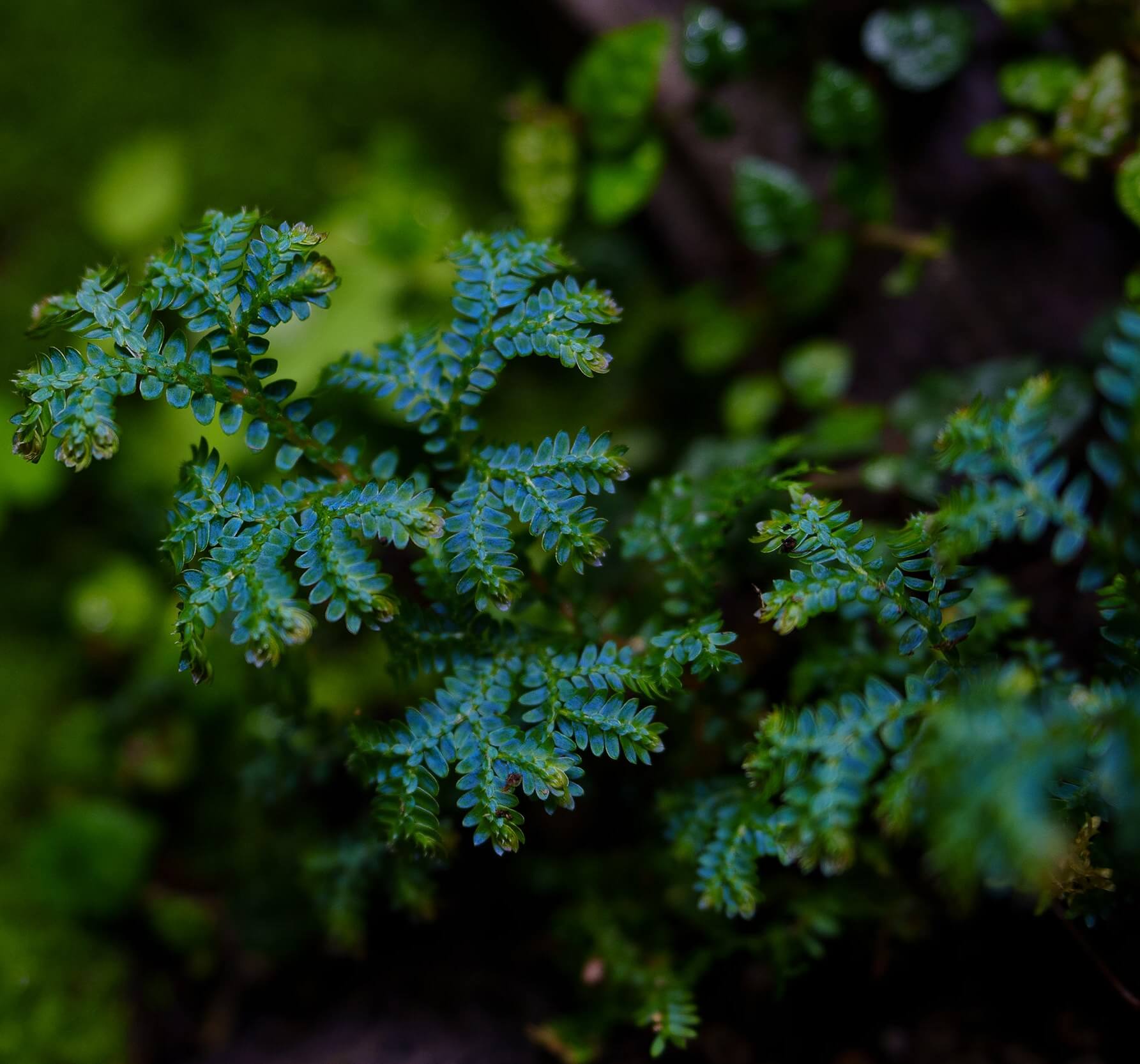 Selaginella uncinata, commonly known as blue spikemoss, is an easy-to-grow plant with a fast growth rate. Features: Leaves: Blue-green in color with a metallic sheen, the leaves are dense and soft. Stem: The stems spread along the ground, branching frequently, creating a fluffy, mat-like appearance. Ornamental Value: The leaves display a beautiful blue-green glow in the sunlight, making it highly ornamental.