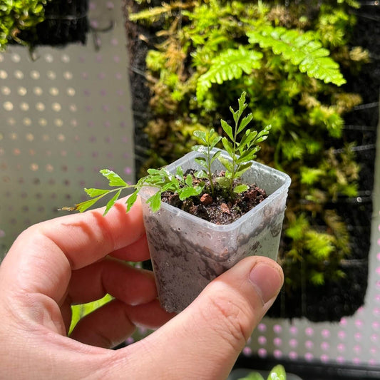 Bolbitis appendiculata is a rhizomatous fern from the Dryopteridaceae family, native to tropical and subtropical Asia, including regions like Taiwan, Borneo, and the Philippines. This fern thrives in shaded, moist environments, often found growing on rocks near streams or in riparian forests.