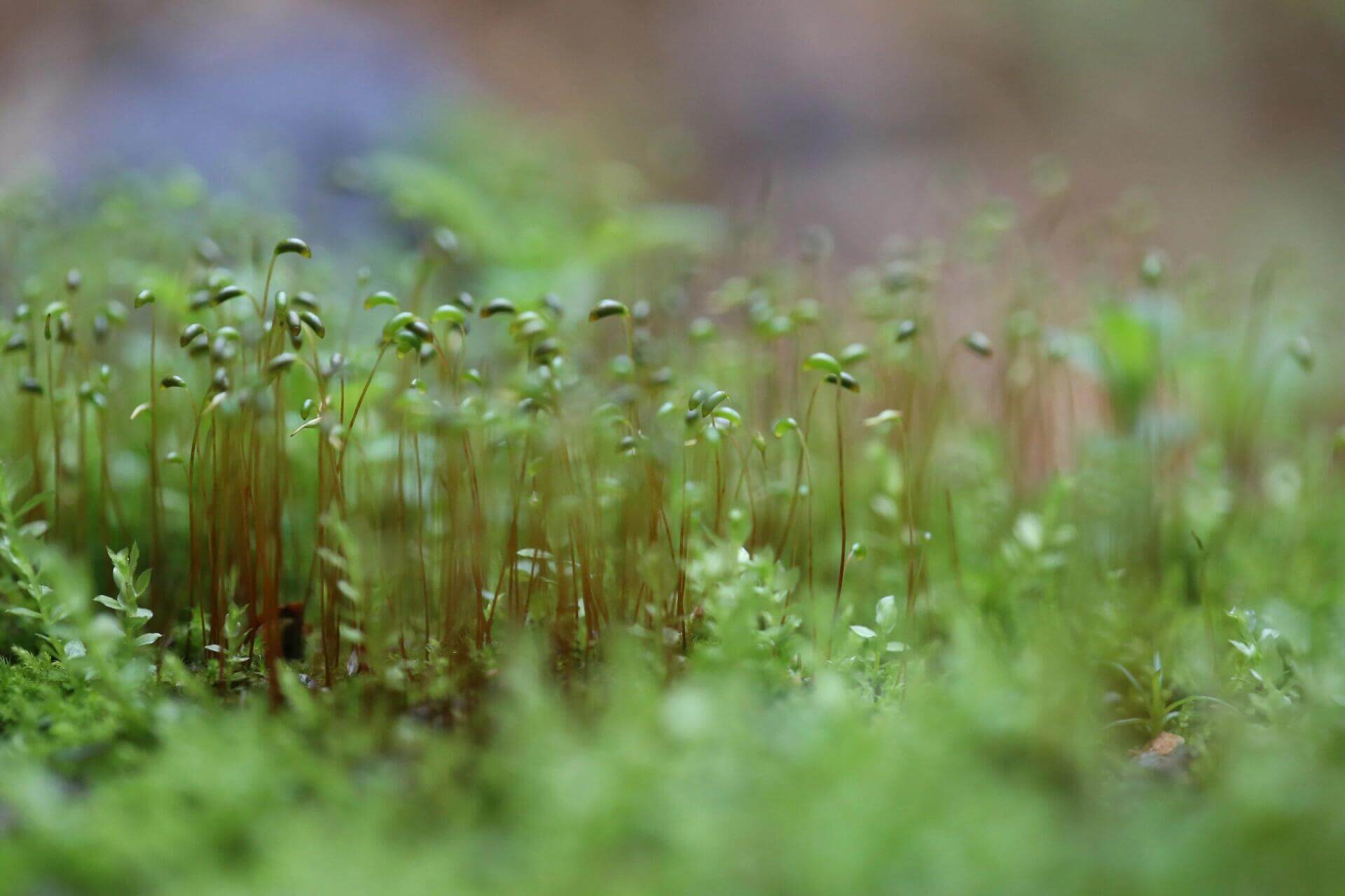 Funaria hygrometrica, commonly known as Bonfire Moss or Common Cord-Moss, is a small, upright moss of the genus Funaria. It is pale green in color, with a single stem and a false root at the base. It typically grows in shady, damp locations such as the corners of walls, under trees, or on tree trunks. This moss prefers rich, humus-filled, damp ground and reproduces through spores. The plant is quite small, usually only 1-3 cm tall, with differentiated stems and leaves.