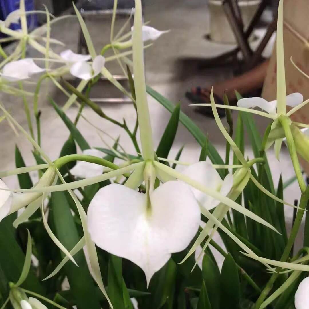 Brassavola Grand Stars is an orchid hybrid in the Brassavola genus, created by crossing Brassavola nodosa with Brassavola Little Stars (itself a primary hybrid of B. nodosa × B. subulifolia). This hybrid typically produces fragrant, star‑shaped flowers that inherit the night‑scented charm of B. nodosa and the refined floral form of B. Little Stars, often emitting a strong sweet or citrus‑like fragrance at dusk.