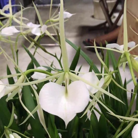 Brassavola Grand Stars is an orchid hybrid in the Brassavola genus, created by crossing Brassavola nodosa with Brassavola Little Stars (itself a primary hybrid of B. nodosa × B. subulifolia). This hybrid typically produces fragrant, star‑shaped flowers that inherit the night‑scented charm of B. nodosa and the refined floral form of B. Little Stars, often emitting a strong sweet or citrus‑like fragrance at dusk.