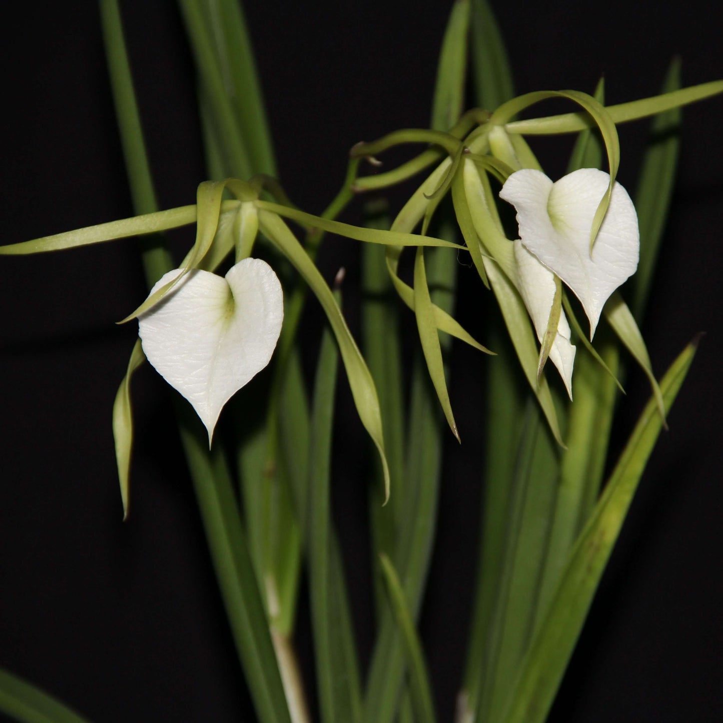 Brassavola Little Stars is a charming primary hybrid between Brassavola nodosa and Brassavola subulifolia, prized for its elegant star-shaped flowers and powerful nighttime fragrance. The blooms feature long, slender greenish-white petals and sepals surrounding a broad, pure white lip, creating a delicate yet striking appearance. It is a vigorous, compact grower with terete, pencil-like leaves and often blooms multiple times a year when provided with ample light.