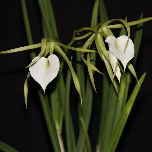 Brassavola Little Stars is a charming primary hybrid between Brassavola nodosa and Brassavola subulifolia, prized for its elegant star-shaped flowers and powerful nighttime fragrance. The blooms feature long, slender greenish-white petals and sepals surrounding a broad, pure white lip, creating a delicate yet striking appearance. It is a vigorous, compact grower with terete, pencil-like leaves and often blooms multiple times a year when provided with ample light.