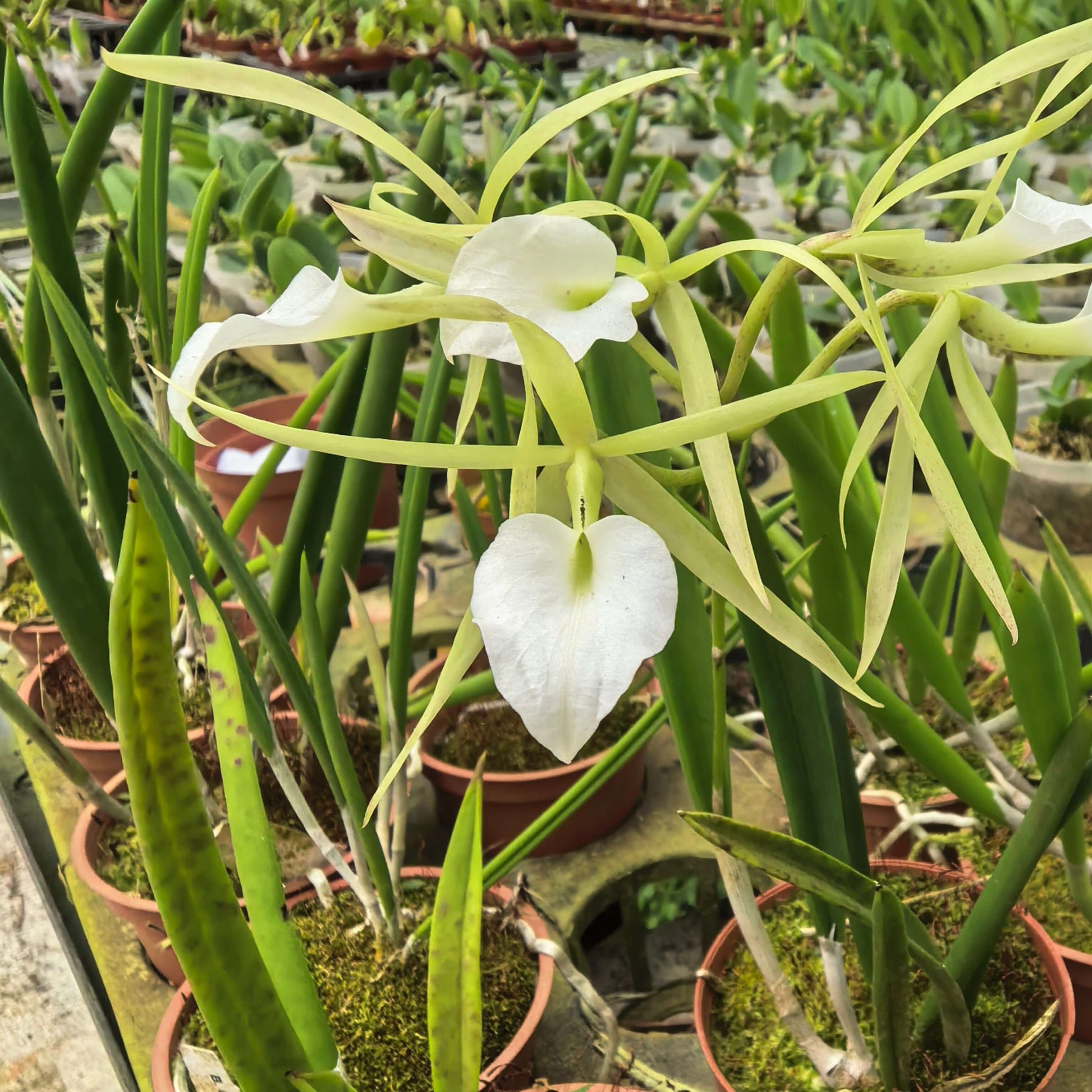 Brassavola Little Stars is a charming primary hybrid between Brassavola nodosa and Brassavola subulifolia, prized for its elegant star-shaped flowers and powerful nighttime fragrance. The blooms feature long, slender greenish-white petals and sepals surrounding a broad, pure white lip, creating a delicate yet striking appearance. It is a vigorous, compact grower with terete, pencil-like leaves and often blooms multiple times a year when provided with ample light.