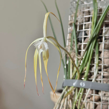 Brassavola cucullata is a medium-sized epiphytic orchid with slender, cylindrical stems and a single apical leaf. It produces spidery, pale flowers that may be white to creamy and sometimes take on a slight reddish tint after cold exposure. The flowers are noted for a nocturnal fragrance that can be musty or soapy, typical of moth-pollinated orchids.